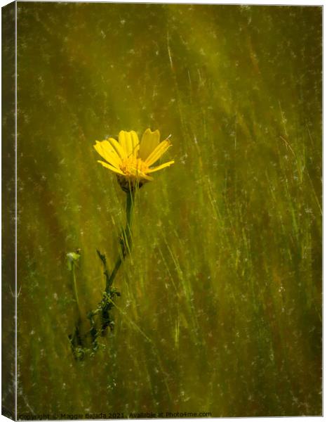 Yellow Daisy flower Canvas Print by Maggie Bajada