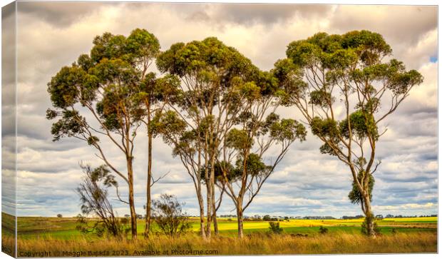 Australian Gum trees in the Outback Countryside. Canvas Print by Maggie Bajada