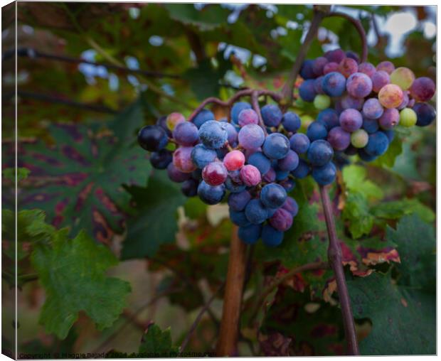 Grapes with Vineyard. Canvas Print by Maggie Bajada