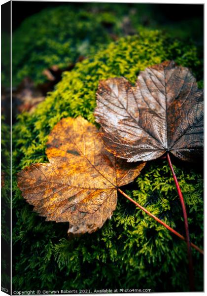 Autumn Leaves Canvas Print by Gerwyn Roberts