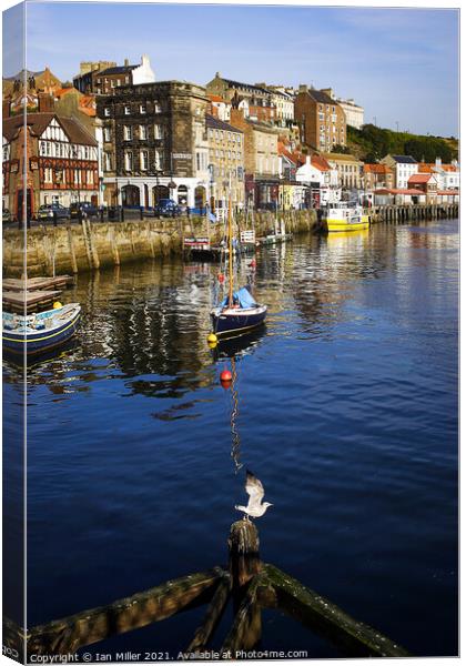 Whitby Harbour with a Gull Canvas Print by Ian Miller