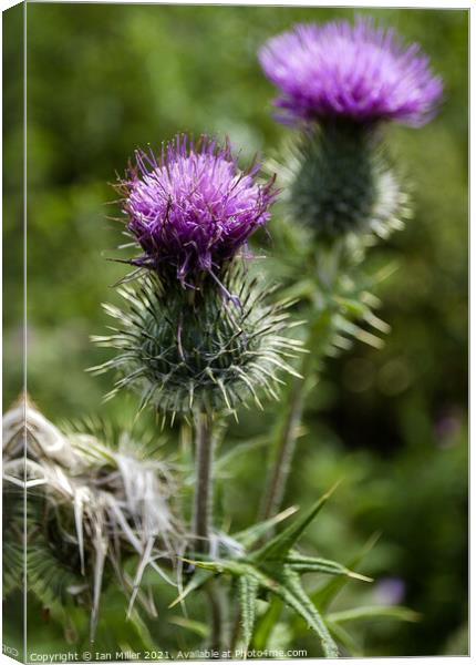 Thistle Canvas Print by Ian Miller