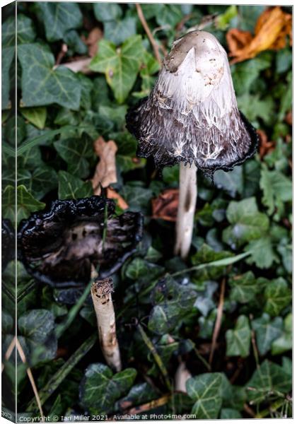 Inkcaps Canvas Print by Ian Miller