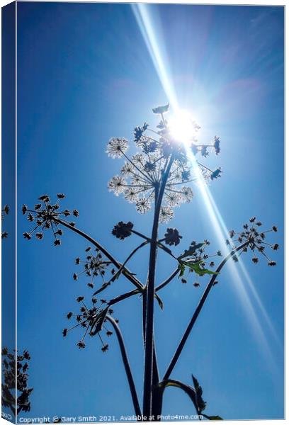 Sun Beaming Through Hogweed Canvas Print by GJS Photography Artist