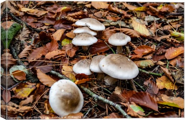 Oakbug Milkcap Mushroom Fungi Canvas Print by GJS Photography Artist