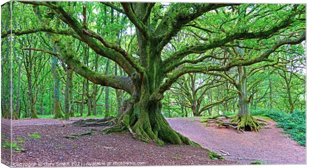 Staggered Oaks All Green Jackets on!  Canvas Print by GJS Photography Artist