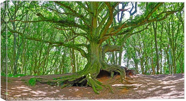 Old Oak with Exposed Roots Canvas Print by GJS Photography Artist
