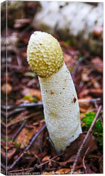 Stinkhorn Fungi with Fly Canvas Print by GJS Photography Artist