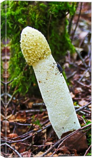 Stinkhorn Fungi & Fly Canvas Print by GJS Photography Artist
