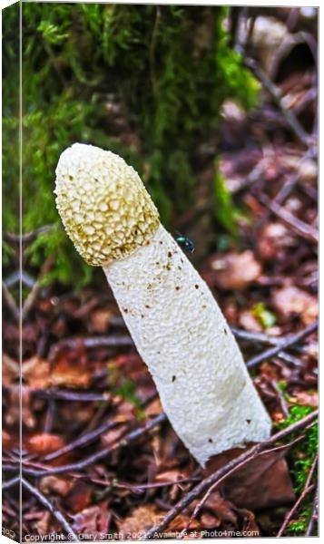 StinkHorn Fungi & Fly Canvas Print by GJS Photography Artist