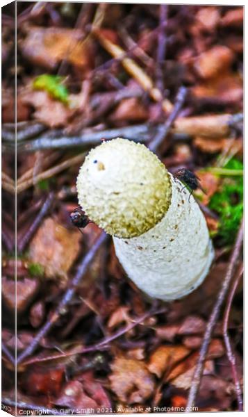 Stinkhorn Fungi With Flies Canvas Print by GJS Photography Artist