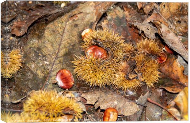Chestnuts Fallen  Canvas Print by GJS Photography Artist