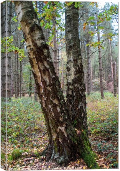 Aged Silver Birch  Canvas Print by GJS Photography Artist
