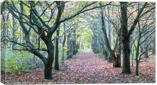 Lines of Trees and Leaf Path Canvas Print by GJS Photography Artist