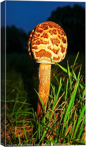 Magpie Fungus at Dusk Canvas Print by GJS Photography Artist