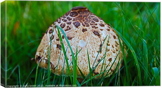 Magpie Fungus Head  Canvas Print by GJS Photography Artist
