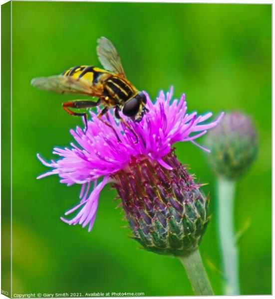 The Majestic Hoverfly A Pollinators Story Canvas Print by GJS Photography Artist