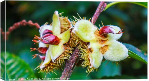Chestnuts Breaking Open from their husks Canvas Print by GJS Photography Artist