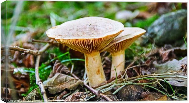 Funnel Cap Mushrooms Canvas Print by GJS Photography Artist