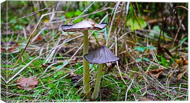 Pleated Inkcap Fungus Canvas Print by GJS Photography Artist