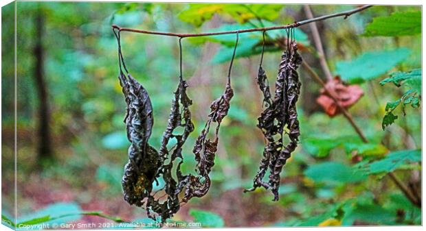 Dead Rotting Leaves Hanging  Canvas Print by GJS Photography Artist