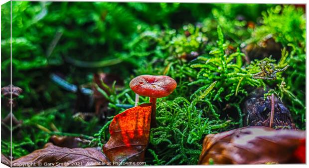 Scarlet Waxcap in Haircap Moss and Autumn Leaf  Canvas Print by GJS Photography Artist