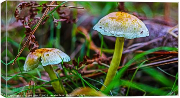 Splash of Colour Canvas Print by GJS Photography Artist