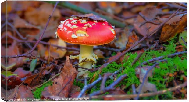 Fly Agaric (Alice in Wonderland) in Leaves Canvas Print by GJS Photography Artist
