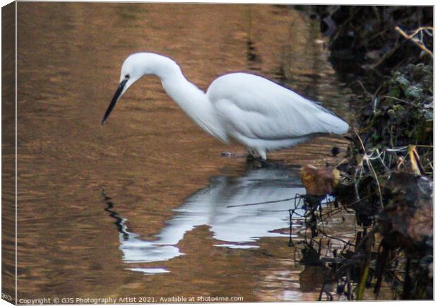 Egret Fishing Canvas Print by GJS Photography Artist