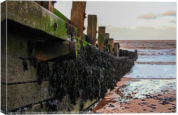 The Texture of Wood and Seaweed Canvas Print by GJS Photography Artist