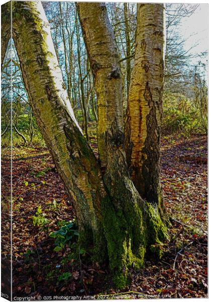 One Divide By Tree Canvas Print by GJS Photography Artist