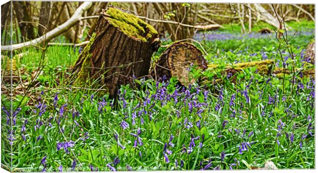 Bluebells All Around Canvas Print by GJS Photography Artist