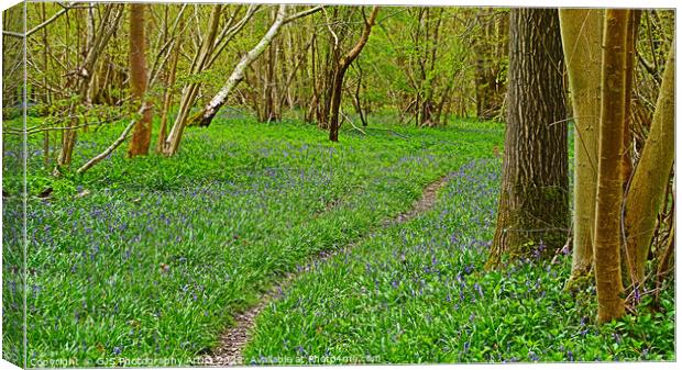 Bluebells with Narrow Track Canvas Print by GJS Photography Artist
