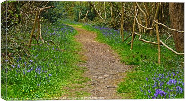 Root Pathway laden With Bluebells Canvas Print by GJS Photography Artist