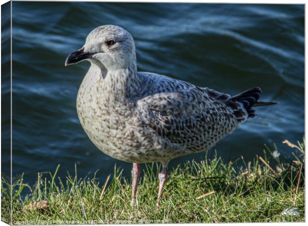 Chick  Seagull Canvas Print by GJS Photography Artist
