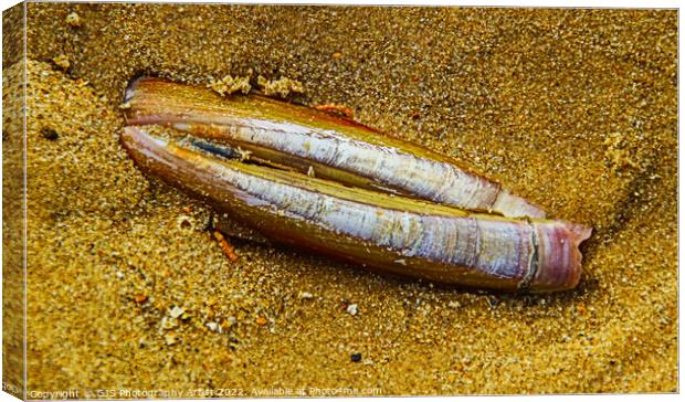 Razorclam in the Sand Canvas Print by GJS Photography Artist