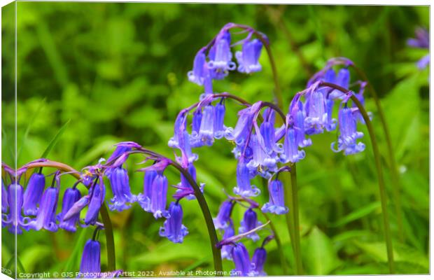 Bluebell Heads in HDR Canvas Print by GJS Photography Artist