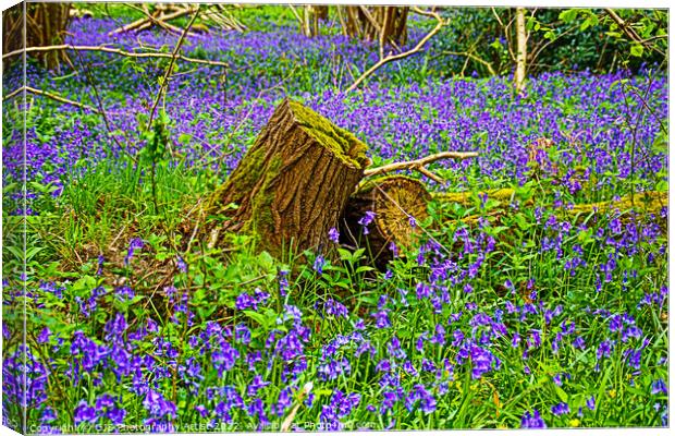 Bluebells Surround Stumps Canvas Print by GJS Photography Artist
