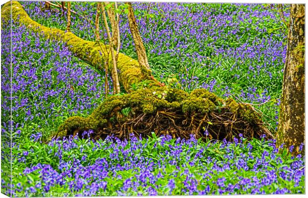 Fallen Tree Bluebell Coffin Canvas Print by GJS Photography Artist
