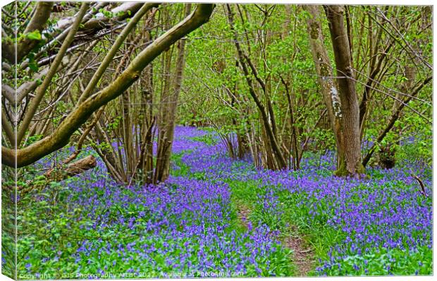 Twisting Pathway Laden with Bluebells Canvas Print by GJS Photography Artist