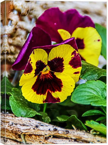 Yellow and Purple Pansy Canvas Print by GJS Photography Artist