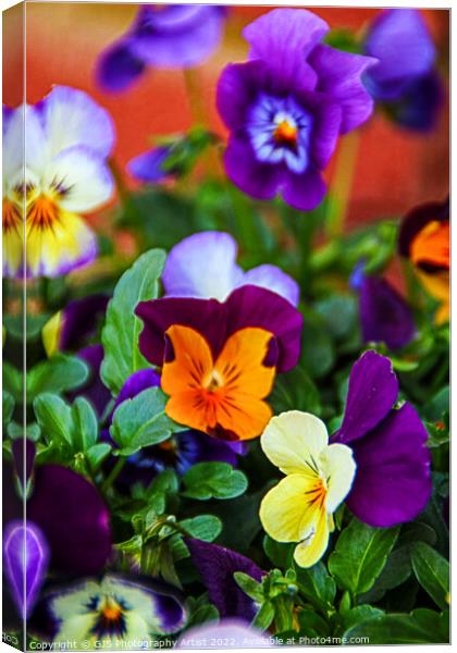 Assortment of Pansies Canvas Print by GJS Photography Artist