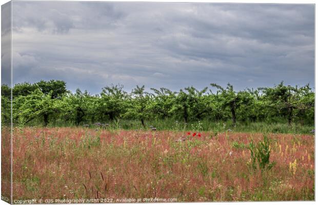 Wild Flowers and Plumb Trees Canvas Print by GJS Photography Artist