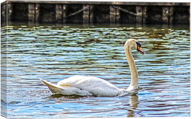 Gracefull Swan On The Norfolk Broads Canvas Print by GJS Photography Artist