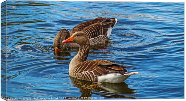 Grey Lag Geese On The Norfolk Broads Canvas Print by GJS Photography Artist