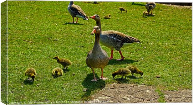 A flock of Grey Lag Geese and Goslings Canvas Print by GJS Photography Artist