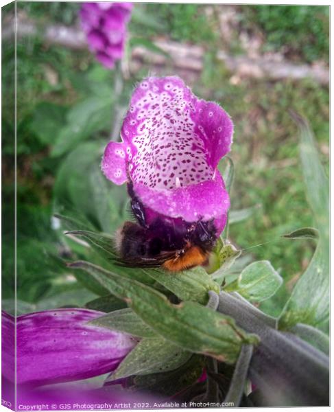 Sideways Bee Canvas Print by GJS Photography Artist