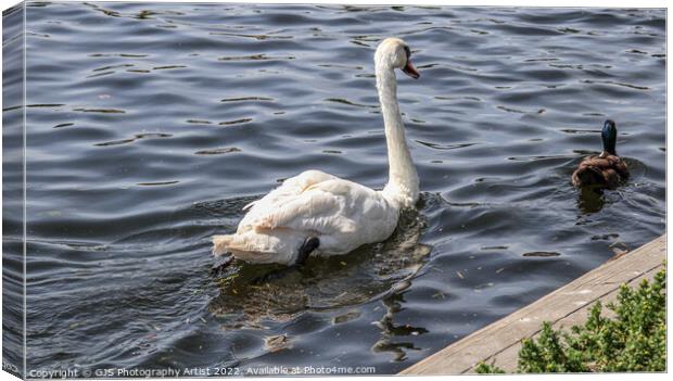 The Swan and Duck Canvas Print by GJS Photography Artist