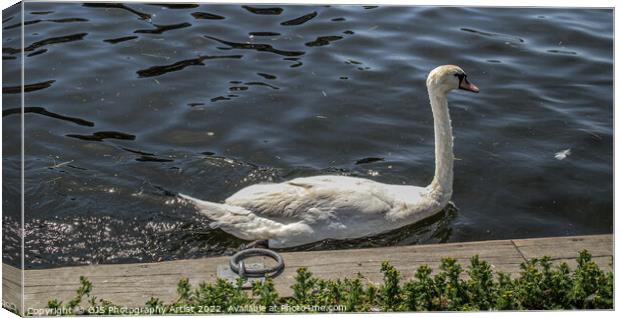 Swan Passing Close Canvas Print by GJS Photography Artist