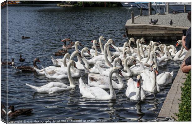 Can You Count How Many Swans Canvas Print by GJS Photography Artist